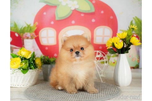 成約済の千葉県のポメラニアン-305730の2枚目