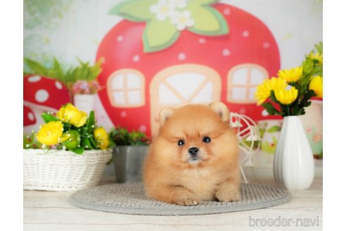 成約済の千葉県のポメラニアン-305730の3枚目