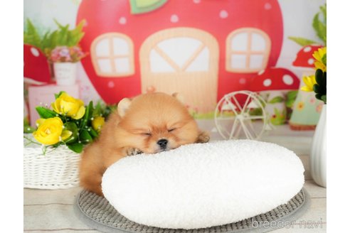 成約済の千葉県のポメラニアン-305730の4枚目