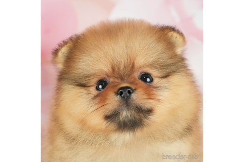 成約済の千葉県のポメラニアン-305731の1枚目