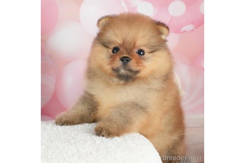 成約済の千葉県のポメラニアン-305731の3枚目