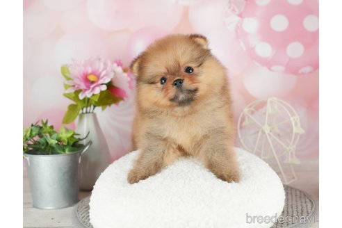 成約済の千葉県のポメラニアン-305731の5枚目