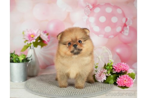 成約済の千葉県のポメラニアン-305731の4枚目