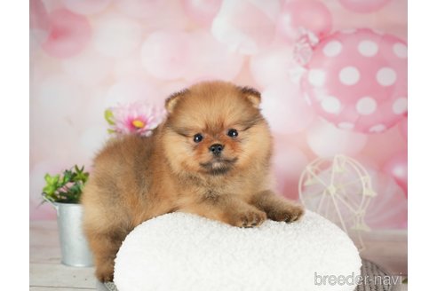 成約済の千葉県のポメラニアン-305731の2枚目