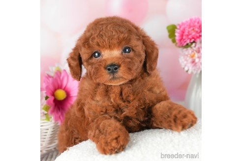 成約済の千葉県のトイプードル-305734の1枚目