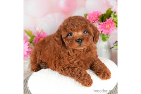 成約済の千葉県のトイプードル-305734の3枚目