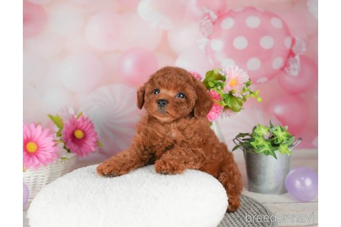 成約済の千葉県のトイプードル-305734の4枚目