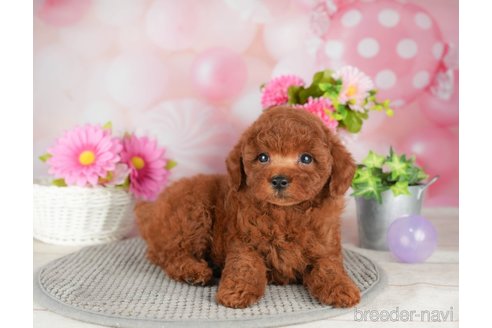 成約済の千葉県のトイプードル-305734の5枚目