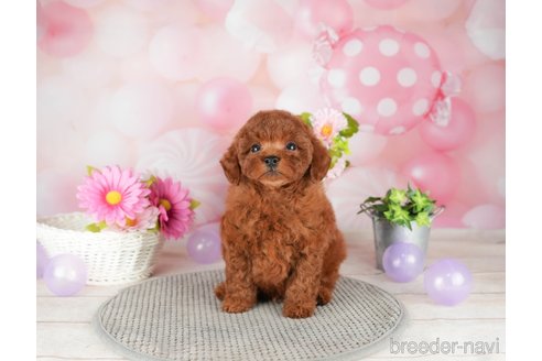 成約済の千葉県のトイプードル-305734の2枚目