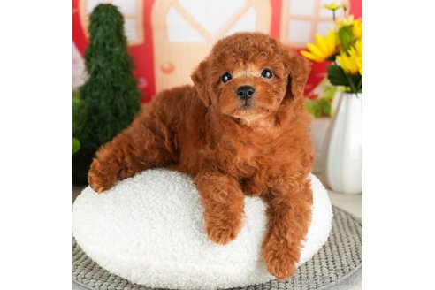 成約済の千葉県のトイプードル-305737の3枚目