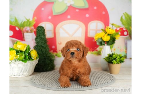 成約済の千葉県のトイプードル-305737の4枚目