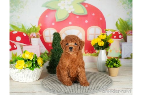 成約済の千葉県のトイプードル-305737の5枚目