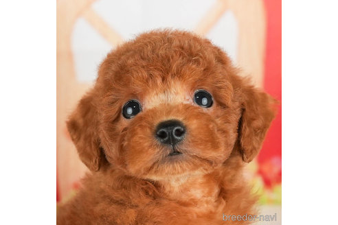 成約済の千葉県のトイプードル-305737の1枚目