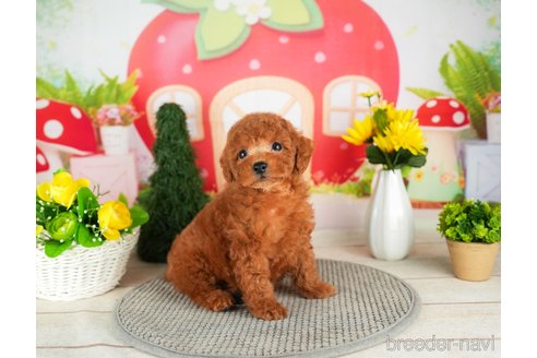 成約済の千葉県のトイプードル-305737の2枚目