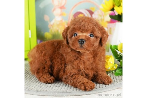 成約済の千葉県のトイプードル-305738の3枚目