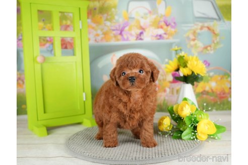 成約済の千葉県のトイプードル-305738の4枚目