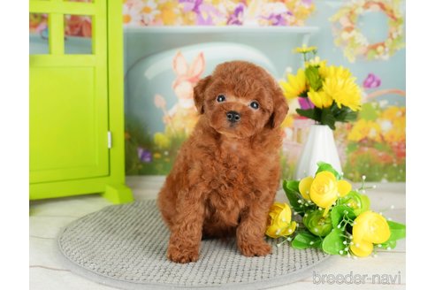 成約済の千葉県のトイプードル-305738の2枚目