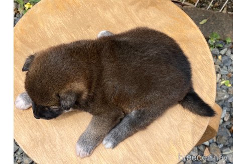 成約済の岡山県の柴犬-305752の4枚目