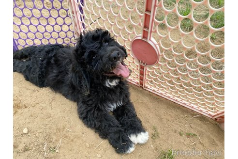 成約済の東京都のその他の犬種-300823の5枚目