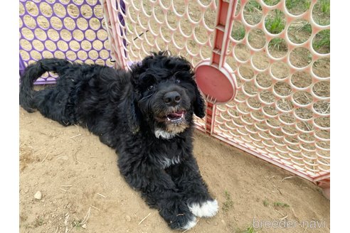 成約済の東京都のその他の犬種-300823の4枚目