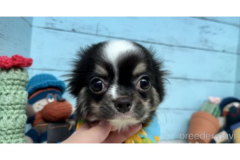 成約済の埼玉県のチワワ(ロングコート)-295296の6枚目