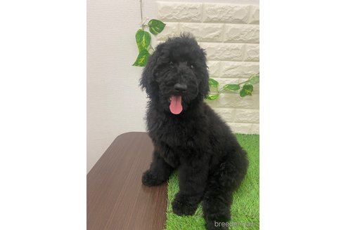 成約済の岡山県のスタンダードプードル-304518の9枚目