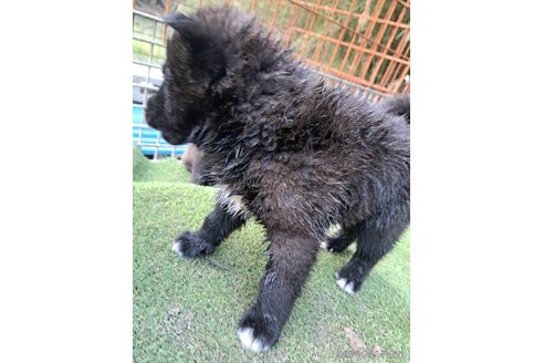 成約済の千葉県のミックス犬-305838の19枚目