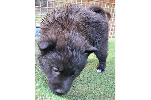 成約済の千葉県のミックス犬-305838の17枚目