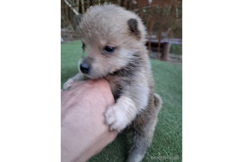 成約済の千葉県のミックス犬-305453の24枚目