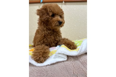 成約済の宮崎県のトイプードル-300132の3枚目