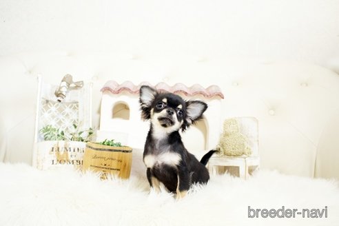 成約済の佐賀県のチワワ(ロングコート)-298095の5枚目