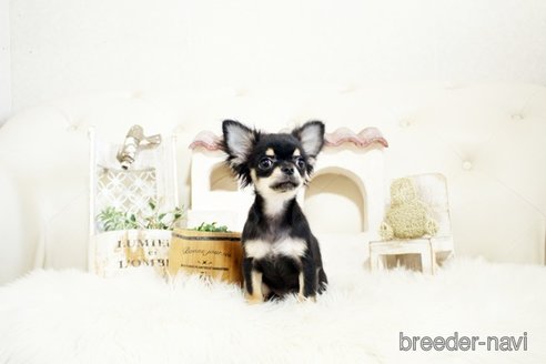 成約済の佐賀県のチワワ(ロングコート)-298095の4枚目