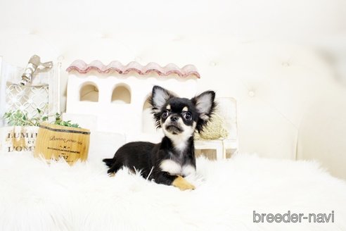 成約済の佐賀県のチワワ(ロングコート)-298095の2枚目