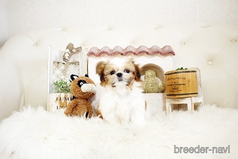 成約済の佐賀県のシーズー-297653の1枚目