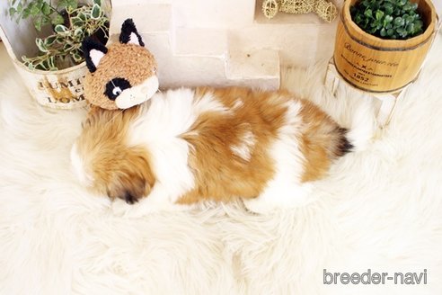 成約済の佐賀県のシーズー-297653の2枚目