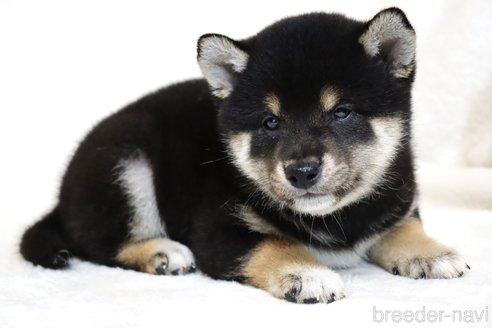 成約済の滋賀県の柴犬-304467の5枚目