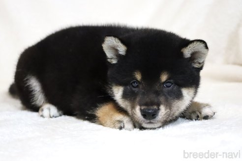 成約済の滋賀県の柴犬-304467の4枚目