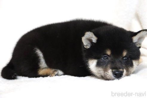 成約済の滋賀県の柴犬-304467の3枚目