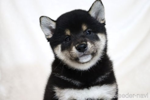 成約済の滋賀県の柴犬-304467の2枚目