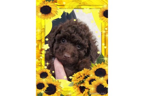 子犬