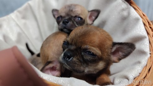 成約済の千葉県のチワワ(スムースコート)-305907の19枚目