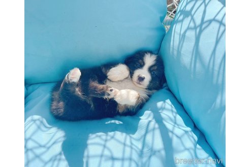 成約済の千葉県のオーストラリアンシェパード-305933の8枚目