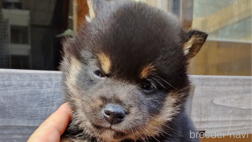 成約済の秋田県の柴犬-305945の1枚目