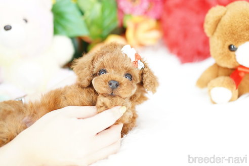 成約済の埼玉県のトイプードル-305948の6枚目