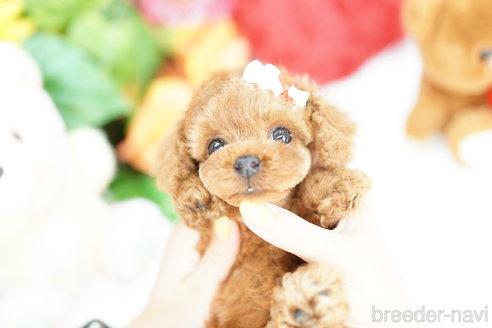 成約済の埼玉県のトイプードル-305948の5枚目