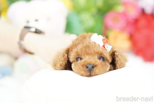 成約済の埼玉県のトイプードル-305948の4枚目