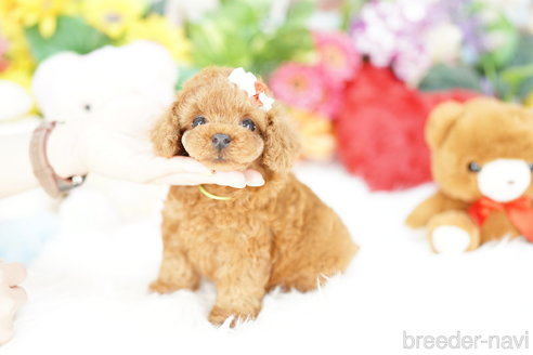 成約済の埼玉県のトイプードル-305948の3枚目