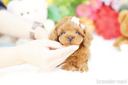 成約済の埼玉県のトイプードル-305948の2枚目