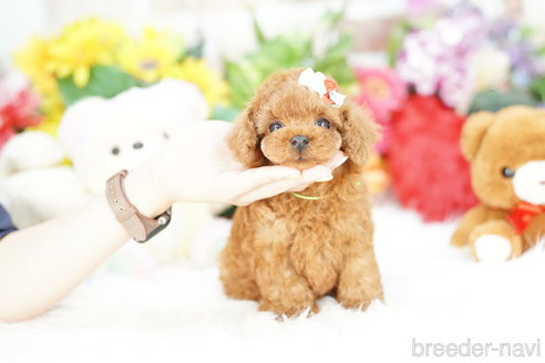 成約済の埼玉県のトイプードル-305948の1枚目