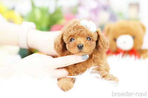 成約済の埼玉県のトイプードル-305952の4枚目